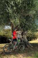 Century Olive tree